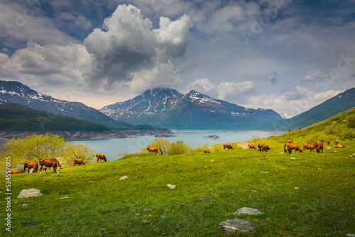 Herd of cows in front of the Mont-Cenis lake, Savoie, French alps