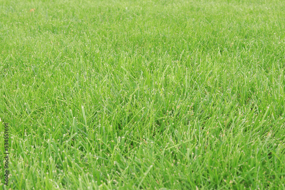Green trimmed lawn, selective focus. Grass on the lawn near the house. Grass near Green trimmed lawn, selective focus. Grass on the lawn near the house. Grass near