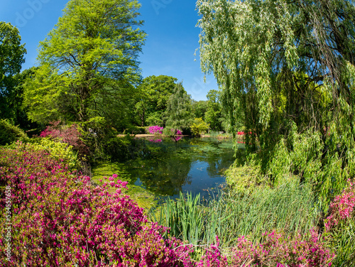 Beautiful Isabella Plantation garden in Richmond Park in summer season, London photo