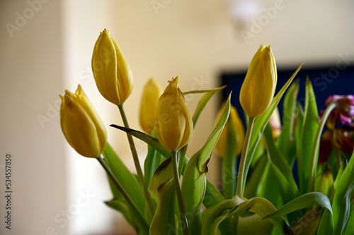 fresh tulips in a vase Poland , tulipan