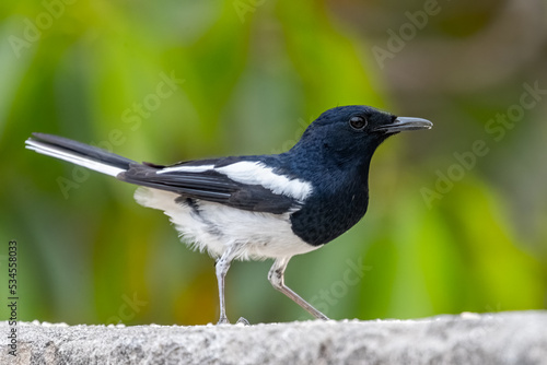 A Oriental Magpie ready to take off