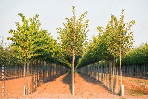 A tree nursery, rows of young sapling trees being grown