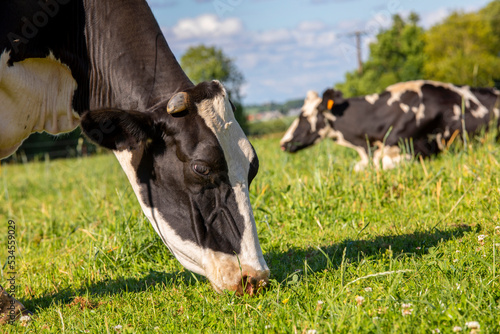 Troupeau de vache laitière en train de brouter l'herbe verte dans les champs.