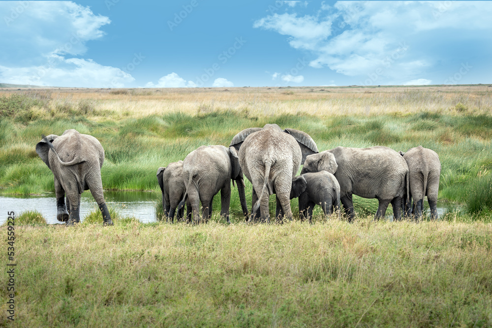 Fototapeta premium A family of elephants drinking in the Serengeti National Park, Tanzania