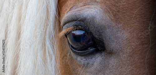 Eye  palomino horse s white mane  detail. Banner background
