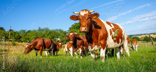 Troupeau de vache laitière en France dans la campagne au printemps.