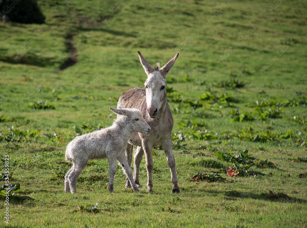 Grey cute baby donkey and mother on floral meadow Grey cute baby donkey and mother on floral meadow