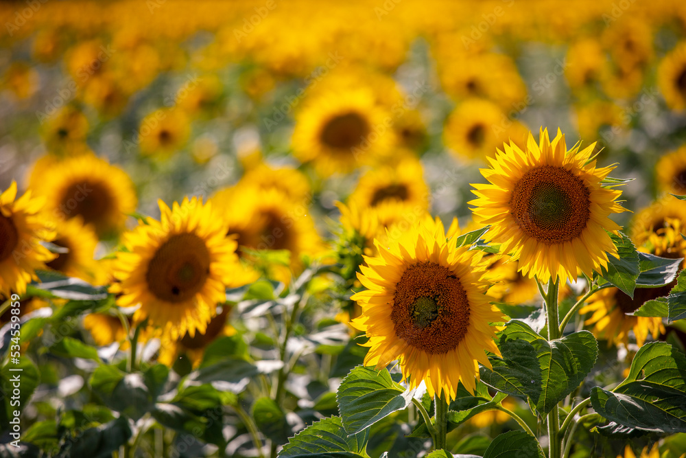 Fleurs de tournesol sous le soleil d'été en France. Fleurs de tournesol sous le soleil d'été en France.