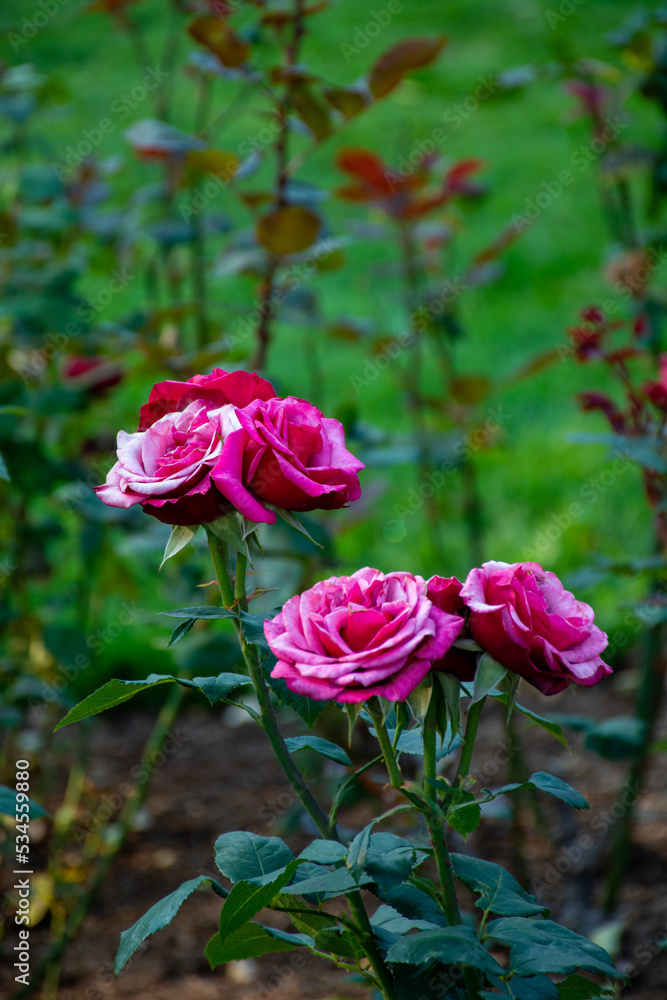 Romantic rose clusters of bright pink, red, and white growing in a garden Romantic rose clusters of bright pink, red, and white growing in a garden