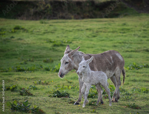 Grey cute baby donkey and mother on floral meadow