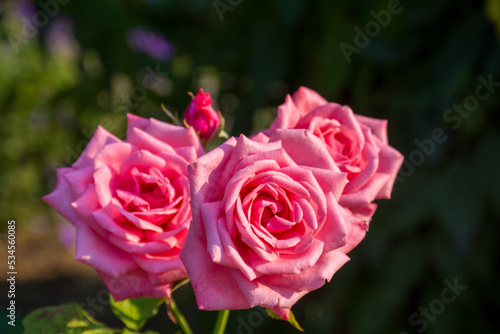 Soft pink roses being illuminated by the sun in a garden