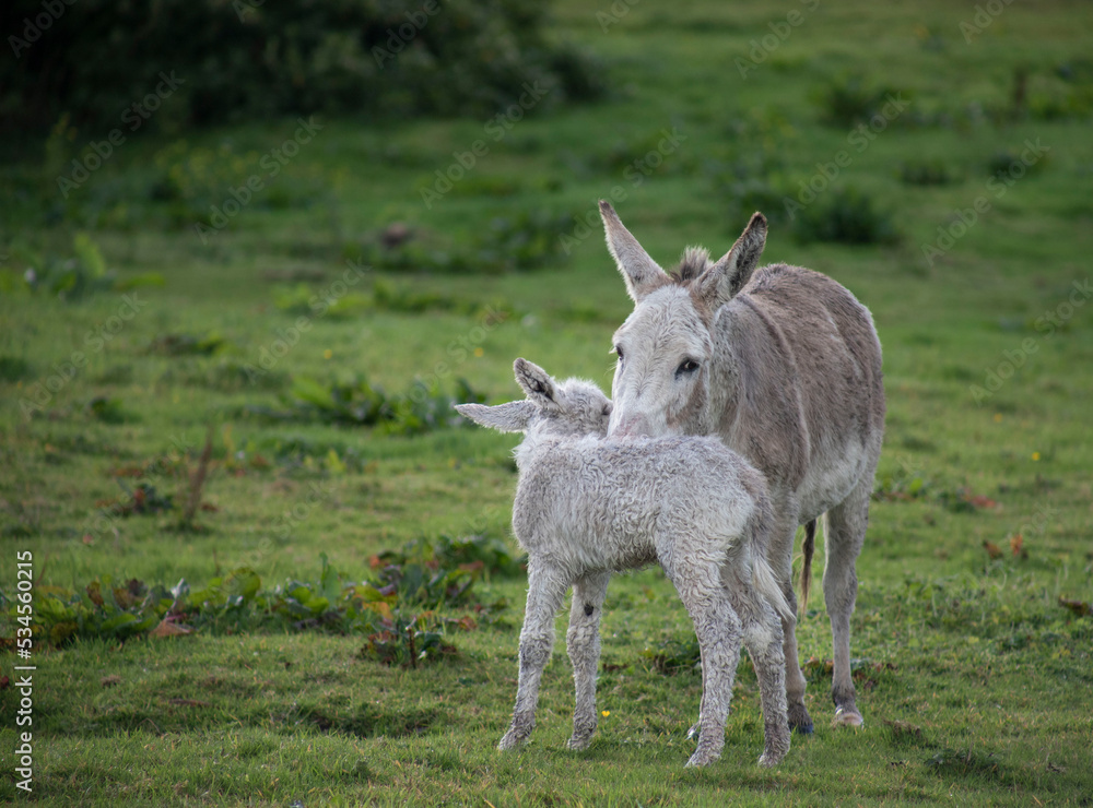 Grey cute baby donkey and mother on floral meadow Grey cute baby donkey and mother on floral meadow