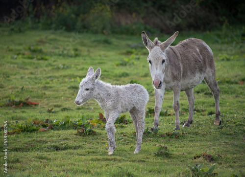 Grey cute baby donkey and mother on floral meadow