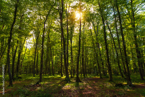 Fototapeta Naklejka Na Ścianę i Meble -  Sun beams through thick  trees branches in dense green forest