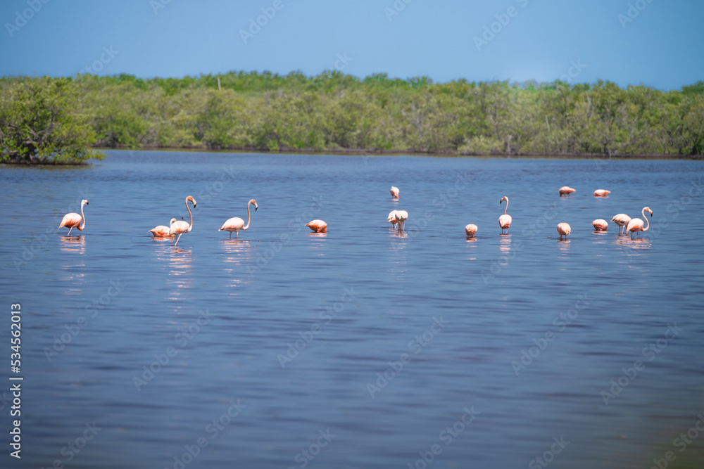 Flamingo pride walking on the water. Cuba. Cienaga de Zapata. High quality photo