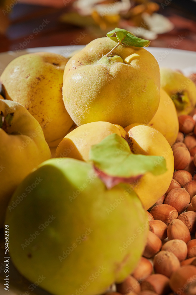 Group of ripe quince (Cydonia Oblonga) fruits, picked in the late fall ready to be used as an ingredient. Back lighted by sun. Group of ripe quince (Cydonia Oblonga) fruits, picked in the late fall ready to be used as an ingredient. Back lighted by sun.