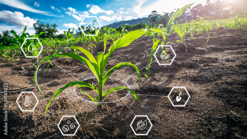 Quadro em tela Maize seedling in cultivated agricultural field with graphic concepts modern agricultural technology, digital farm, smart farming innovation, improvements and development