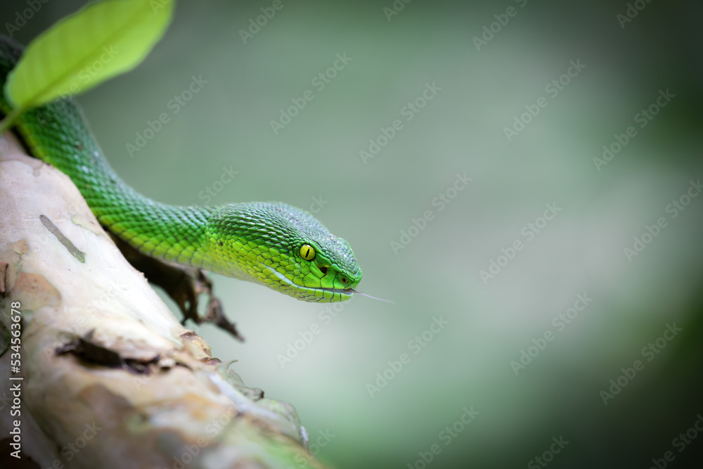 Close up photo of a Green Pit viper (Trimeresurus macrops). Close up photo of a Green Pit viper (Trimeresurus macrops).