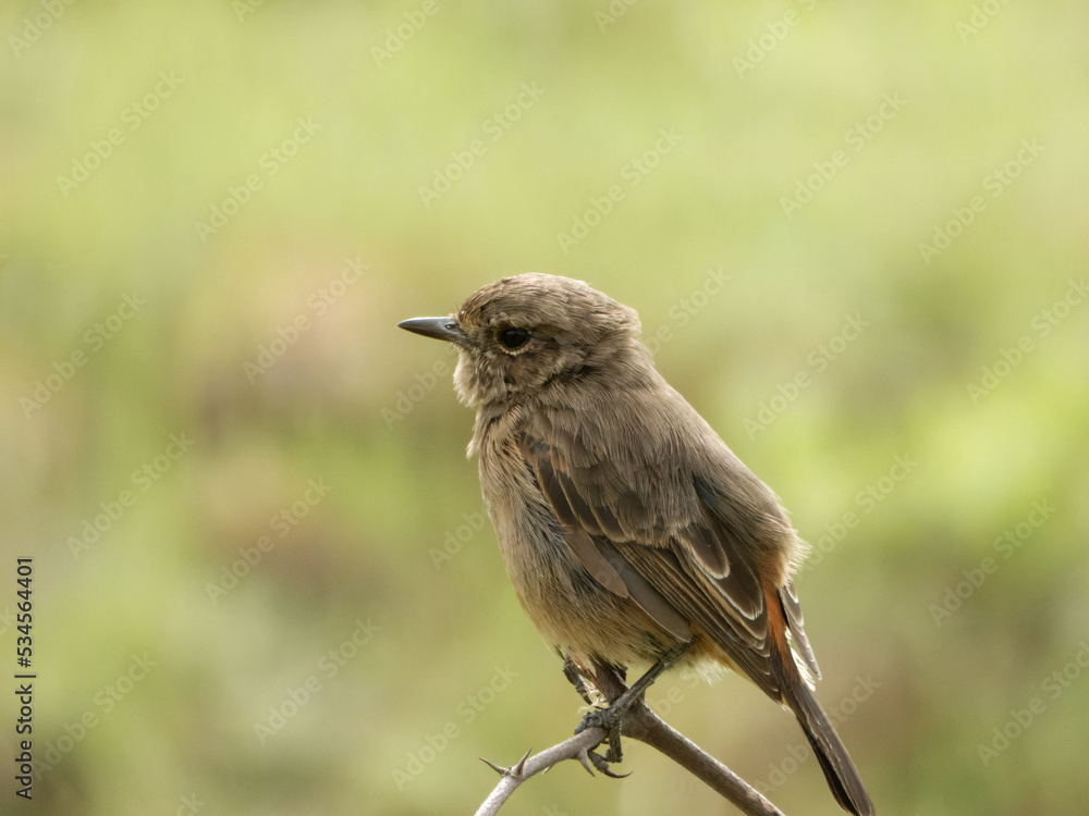 Obraz premium Closeup shot of a beautiful small flycatcher bird perching on a tree branch with green background