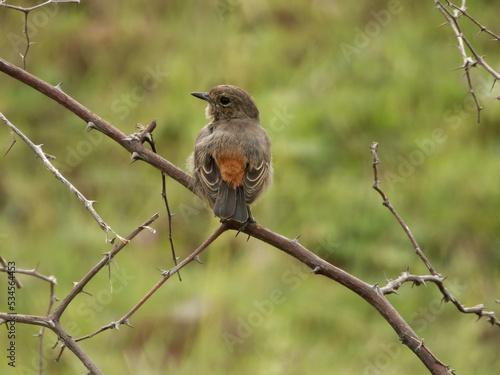 Closeup shot of a beautiful small flycatcher bird perching on a tree branch with green background