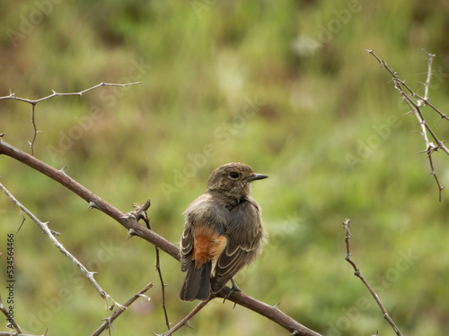 Closeup shot of a beautiful small flycatcher bird perching on a tree branch with green background