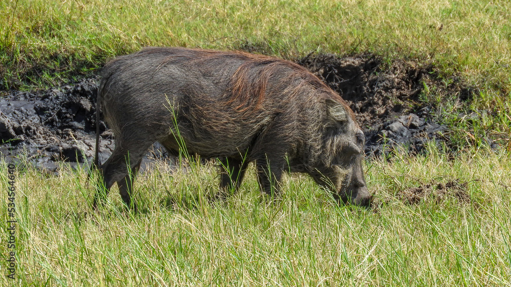 Grasendes, männliches Warzenschwein am Flussufer des Chobe rivers in Botswana Grasendes, männliches Warzenschwein am Flussufer des Chobe rivers in Botswana
