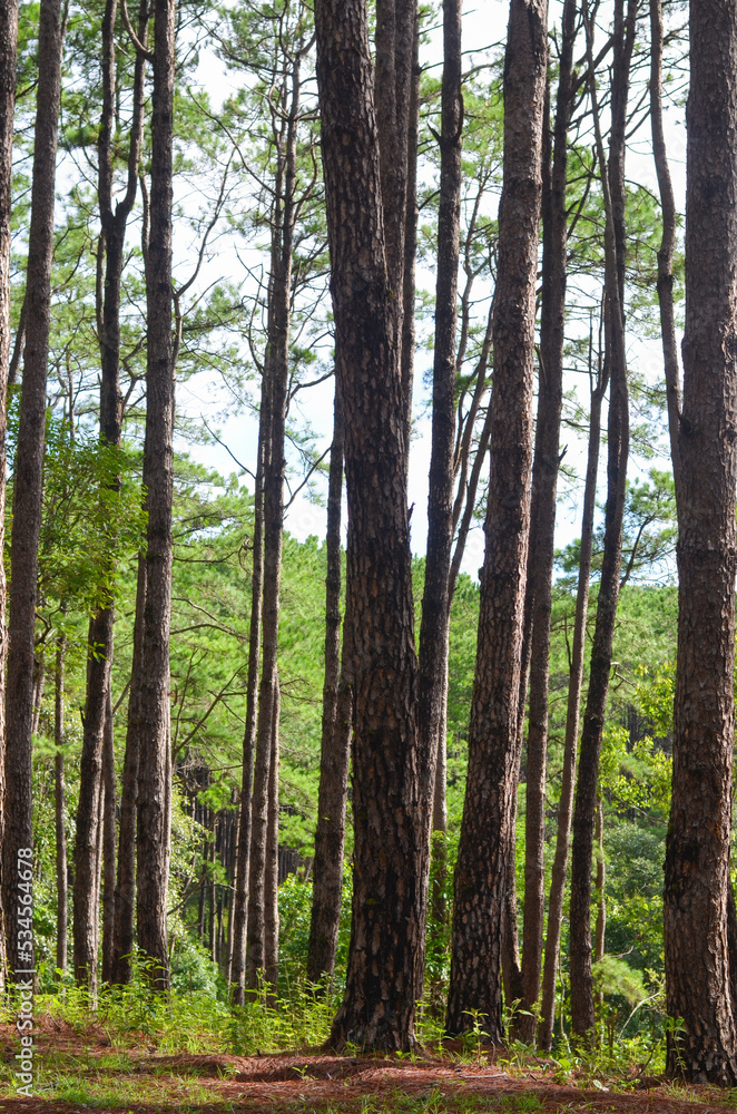 Naklejka premium pine trunk in the pine forest at Chiang Mai, Thailand