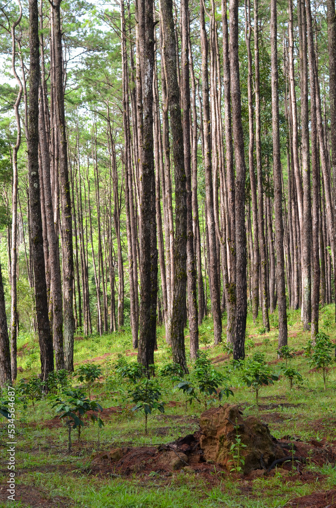 pine trunk in the pine forest at Chiang Mai, Thailand pine trunk in the pine forest at Chiang Mai, Thailand