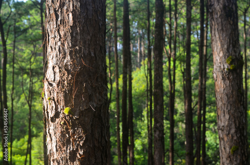 pine trunk in the pine forest at Chiang Mai, Thailand 