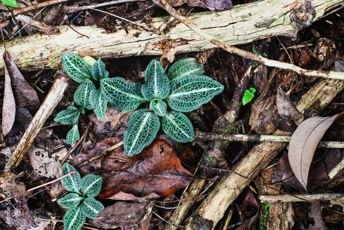 Top overhead view of a Downy Rattlesnake Plantain Orchid, Peramium pubescens, on the forest floor of south central Kentucky. photo