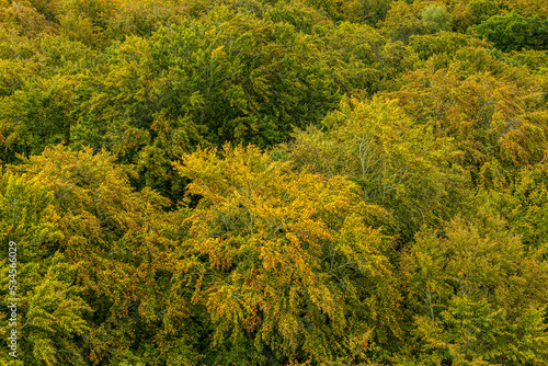 Laubwald am Baumwipfelpfad an der Ostsee auf der Insel Rügen