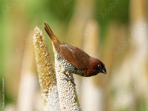 Spotted munia closeup shot in a natural habitat