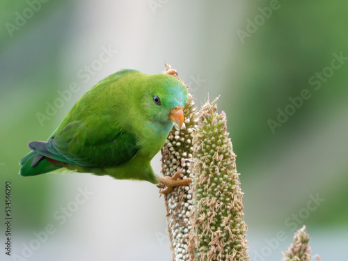 green winged macaw Vernal hanging parrot