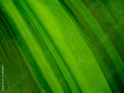tropical palm leaf macro shots a lot of details  background or texture