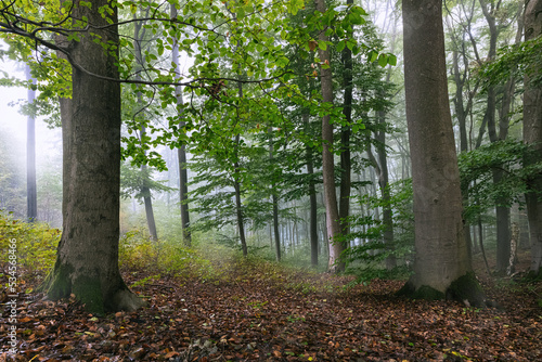 Marburger Wald Impressionen Nebel
