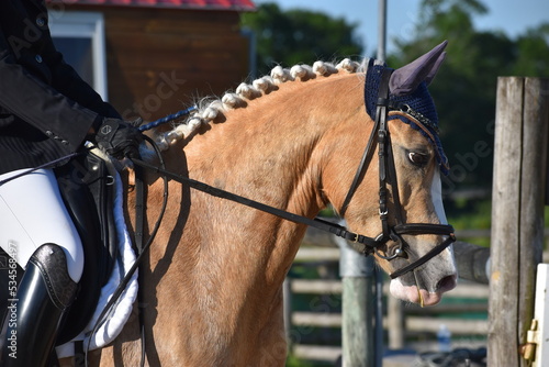 Portrait d'un poney palomino, cheval, avec bride et bonnet