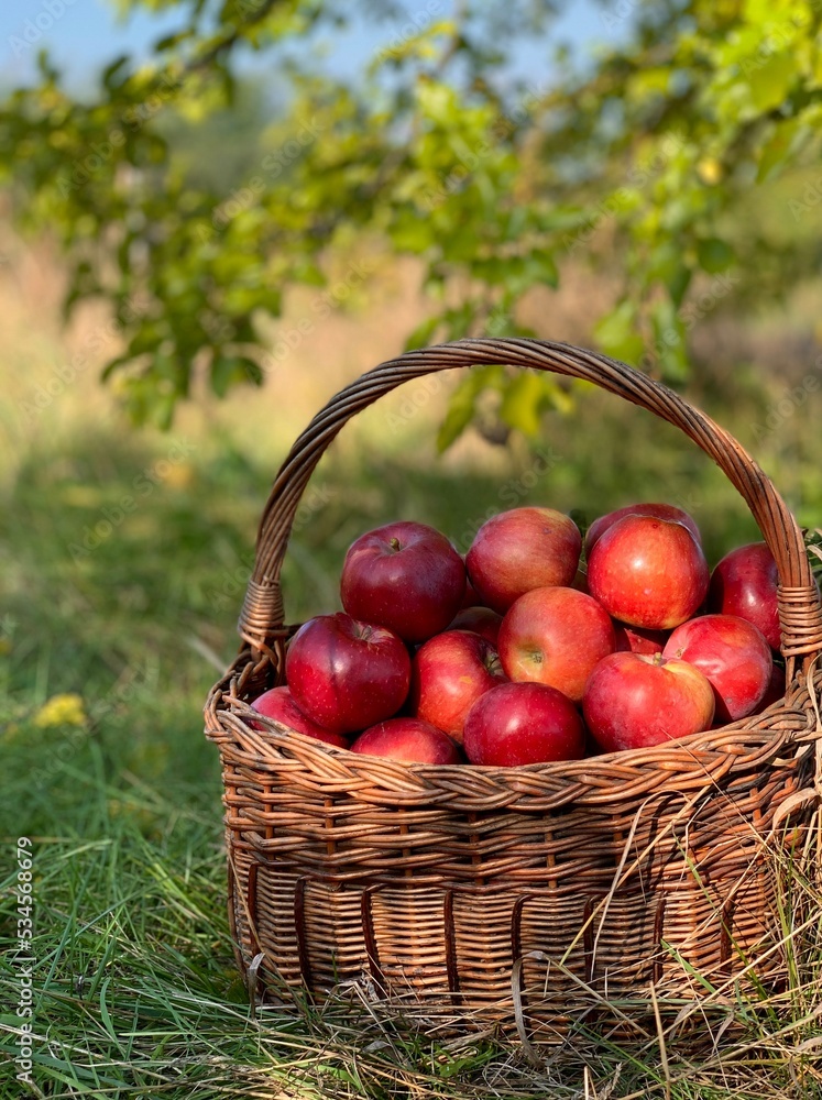 Organic Apples in a Basket. Autumn background. Harvest season concept. Organic apples close up for fresh juice. Organic Apples in a Basket. Autumn background. Harvest season concept. Organic apples close up for fresh juice.