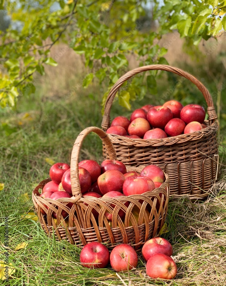 Organic Apples in a Basket. Autumn background. Harvest season concept. Organic apples close up for fresh juice. Organic Apples in a Basket. Autumn background. Harvest season concept. Organic apples close up for fresh juice.