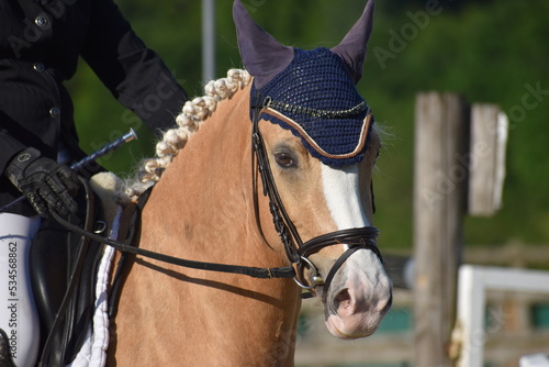 Portrait d'un cheval palomino monté par un cavlaier, avec un bridon et un mors