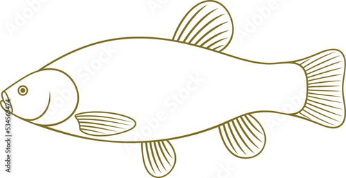 Valokuva Tench outline. Isolated tench on white background