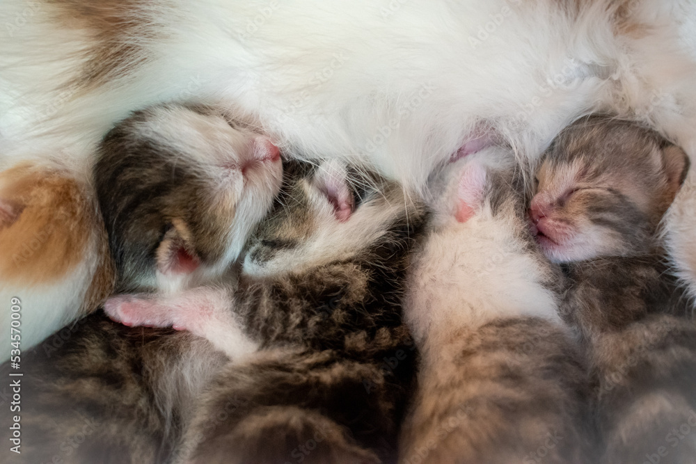 Schlafende junge Kätzchen werden von der Katzenmutter gesäugt Schlafende junge Kätzchen werden von der Katzenmutter gesäugt