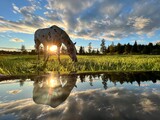 a horse grazes on a field by the lake at dawn