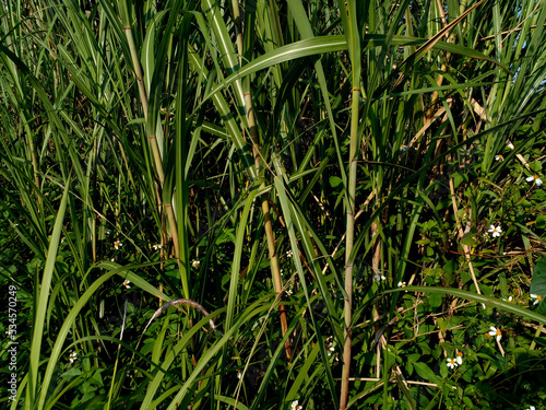 green grass in the morning