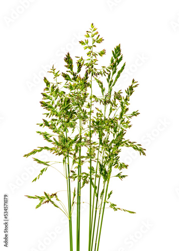young bunch of grass on a white background vertically