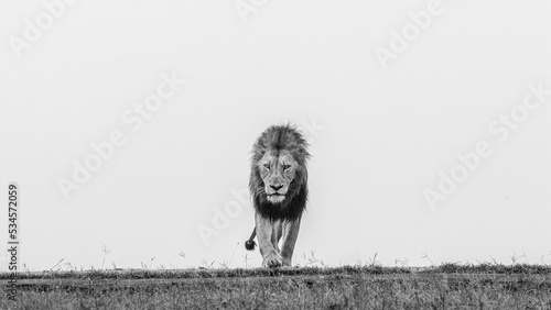 A male lion, Panthera leo, walks through short grass, direct gaze, in black and white photo