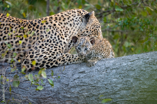 A leopard and her cub, Panthera pardus, lie down together on a log while the leopard cleans her cub