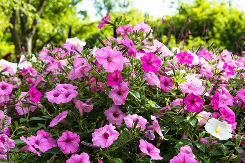 Pink flowers bloom in the city park garden