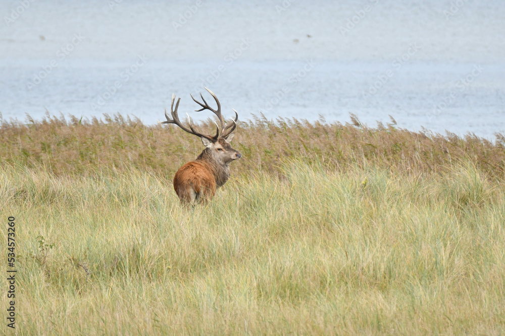 Obraz premium Rothirsch