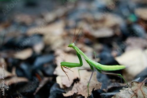 Mantis in fall