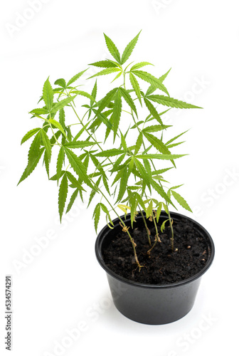 cannabis plant,Young healthy cannabis plant isolated on white